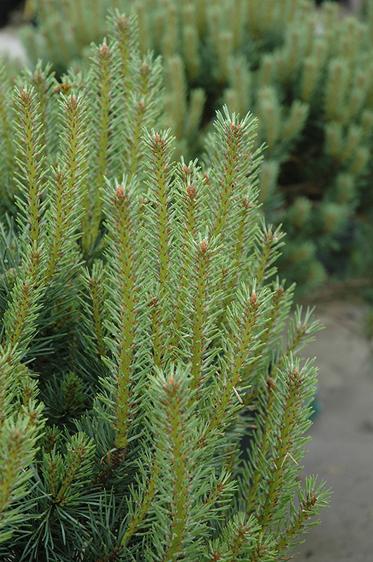 Dwarf Scotch Pine (Pinus sylvestris 'Pumila') at Oakland Nurseries Inc