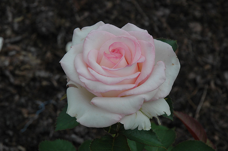 Moonstone Rose (Rosa 'Moonstone') at Oakland Nurseries Inc