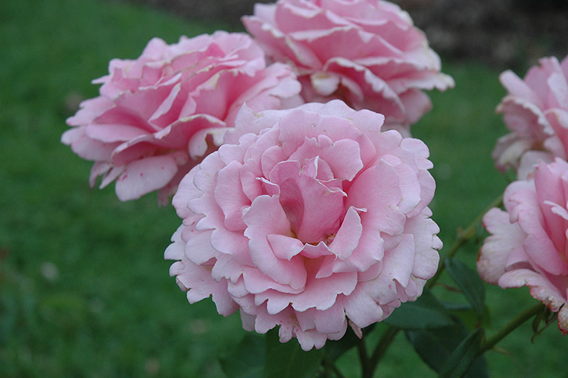 Memorial Day Rose (Rosa 'Memorial Day') at Oakland Nurseries Inc
