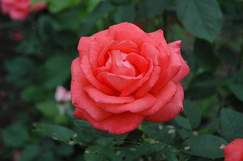 Tropicana Rose (Rosa 'Tropicana') at Oakland Nurseries Inc