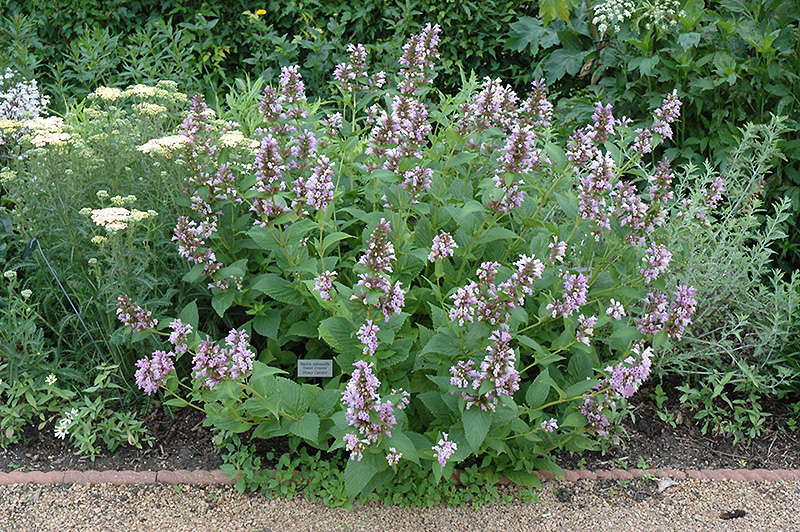 Sweet Dreams Catmint (Nepeta subsessilis 'Sweet Dreams') at Oakland Nurseries Inc