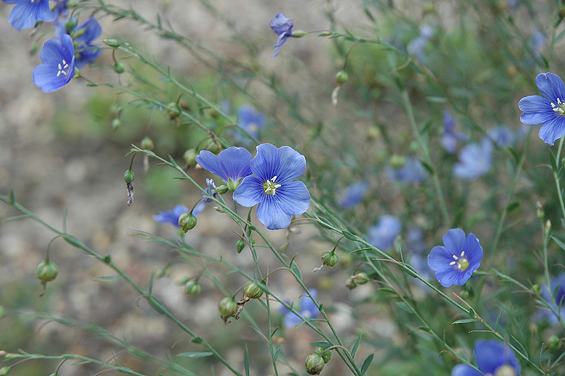 Sapphire Perennial Flax (Linum perenne 'Sapphire') at Oakland Nurseries Inc