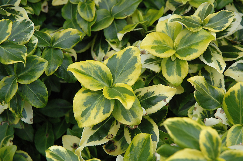 Gold Prince Wintercreeper (Euonymus fortunei 'Gold Prince') at Oakland Nurseries Inc