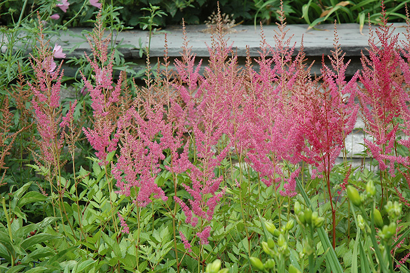 Visions in Pink Chinese Astilbe (Astilbe chinensis 'Visions in Pink') at Oakland Nurseries Inc