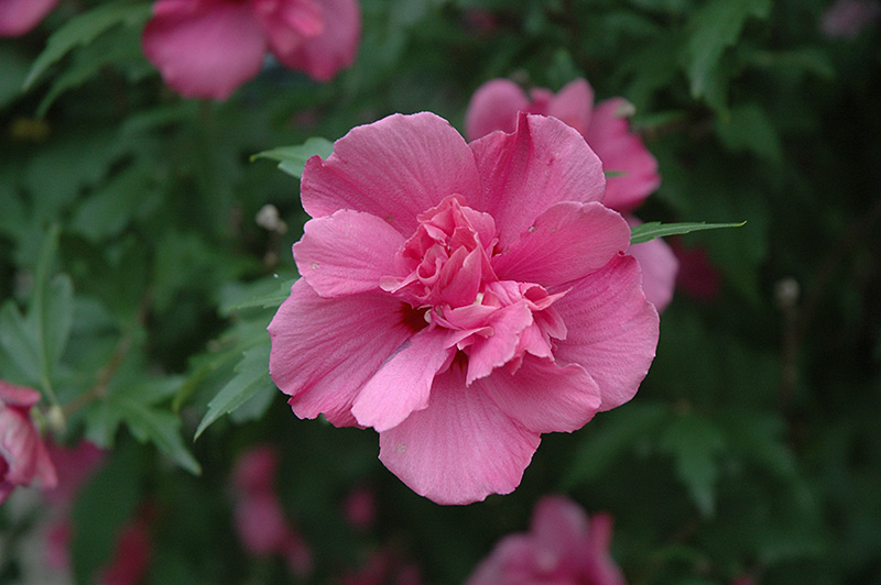 Lucy Rose Of Sharon (Hibiscus syriacus 'Lucy') at Oakland Nurseries Inc