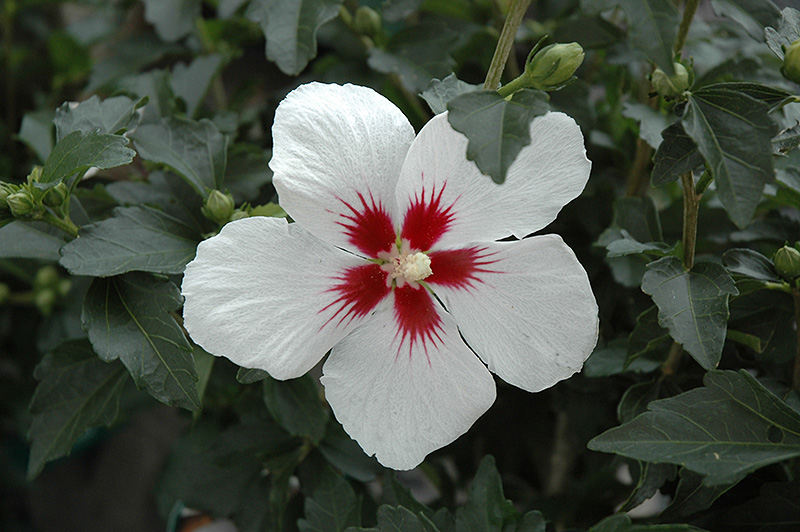 Lil' Kim Rose of Sharon (Hibiscus syriacus 'Antong Two') at Oakland Nurseries Inc