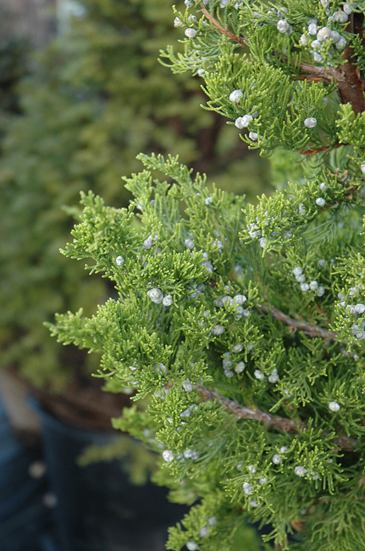 Hollywood Juniper (Juniperus chinensis 'Torulosa') at Oakland Nurseries Inc