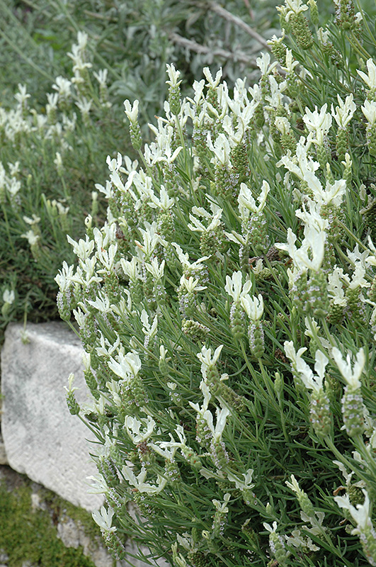 White Italian Lavender (Lavandula stoechas 'Leucantha') at Oakland Nurseries Inc