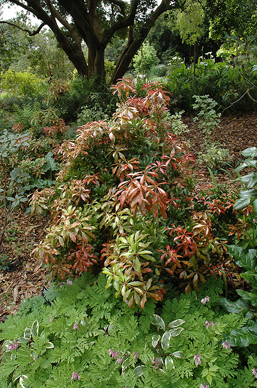 Mountain Fire Japanese Pieris (Pieris japonica 'Mountain Fire') at Oakland Nurseries Inc'Mountain Fire') at Oakland Nurseries Inc