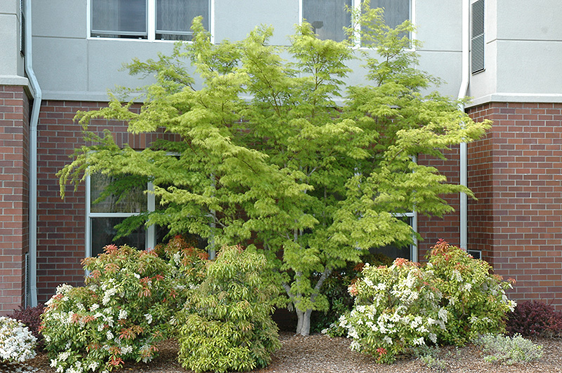 Seiryu Japanese Maple (Acer palmatum 'Seiryu') at Oakland Nurseries Inc