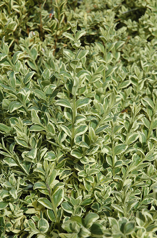 Variegated Boxwood (Buxus sempervirens 'Elegantissima') at Oakland Nurseries Inc