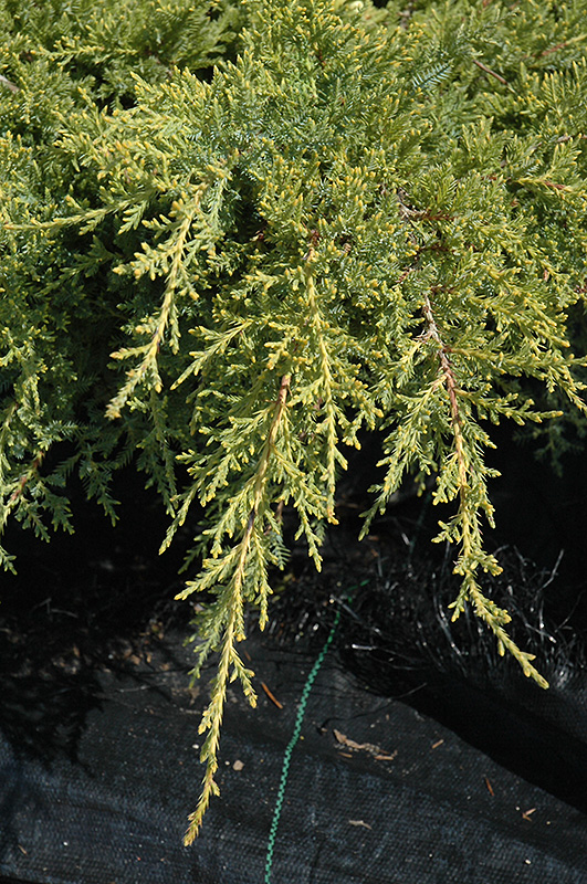 Gold Star Juniper (Juniperus chinensis 'Bakaurea') at Oakland Nurseries Inc