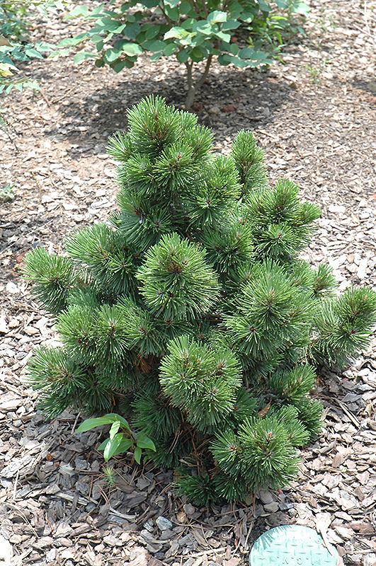 Irish Bell Bosnian Pine (Pinus heldreichii 'Irish Bell') at Oakland Nurseries Inc