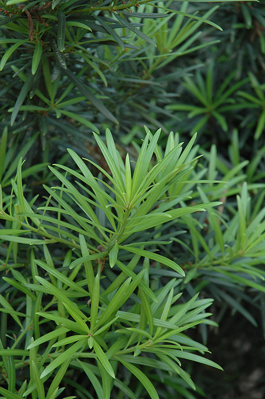 Japanese Yew (Podocarpus macrophyllus) at Oakland Nurseries Inc