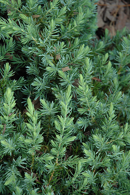Blue Pacific Shore Juniper (Juniperus conferta 'Blue Pacific') at Oakland Nurseries Inc