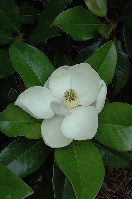 Edith Bogue Magnolia (Magnolia grandiflora 'Edith Bogue') at Oakland Nurseries Inc