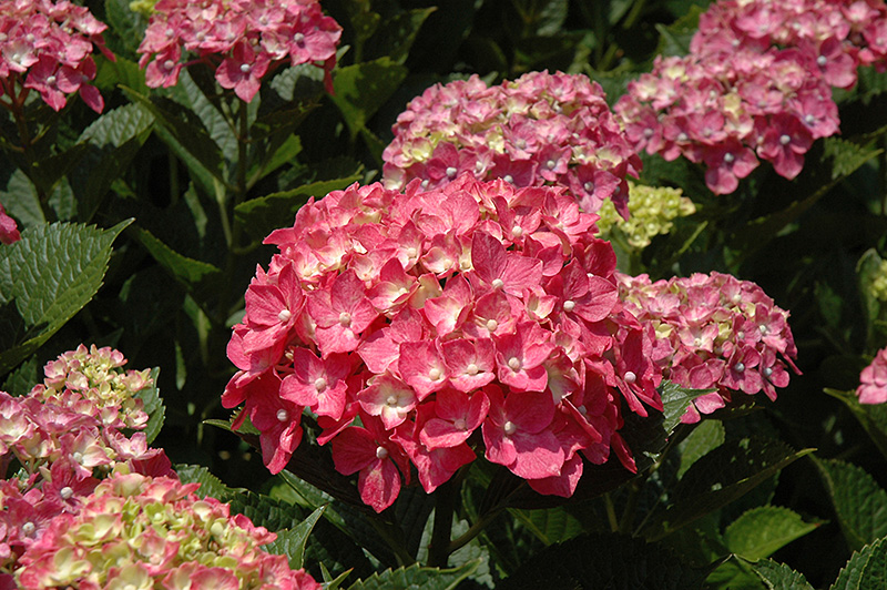 Forever Pink Hydrangea (Hydrangea macrophylla 'Forever Pink') at Oakland Nurseries Inc