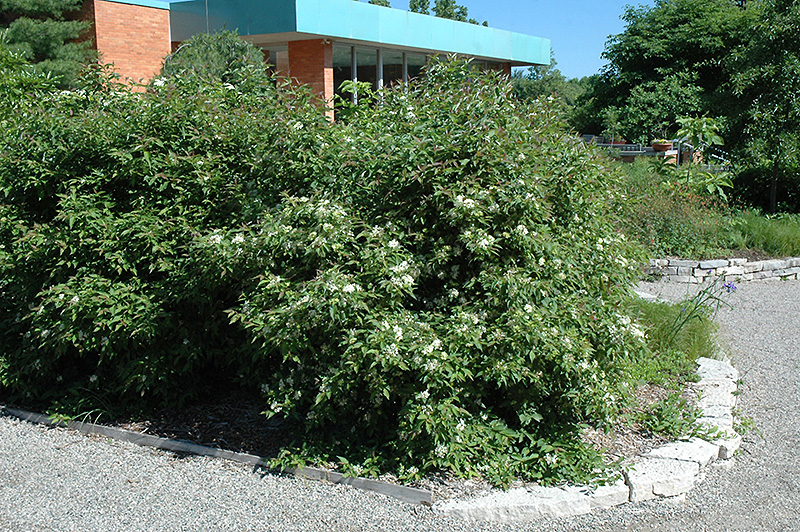 Gray Dogwood (Cornus racemosa) at Oakland Nurseries Inc
