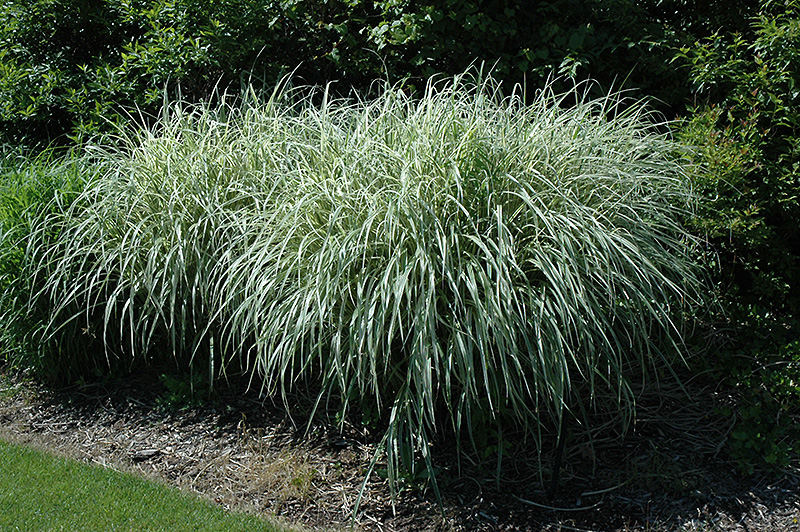Rigoletto Maiden Grass (Miscanthus sinensis 'Rigoletto') at Oakland Nurseries Inc