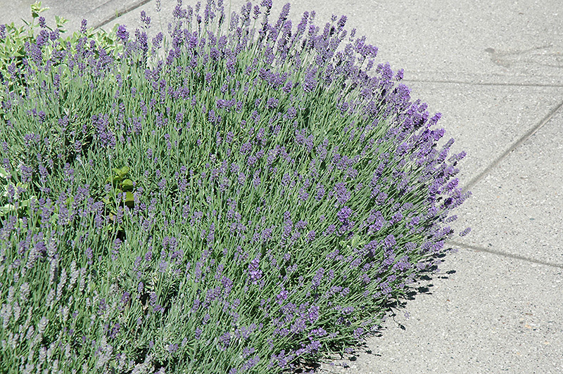 Munstead Lavender (Lavandula angustifolia 'Munstead') at Oakland Nurseries Inc