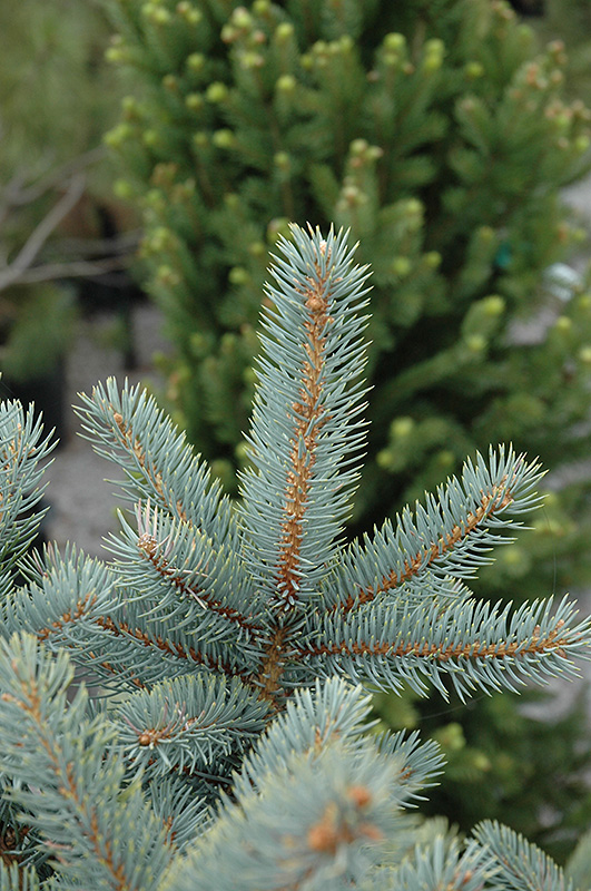 Bakeri Blue Spruce (Picea pungens 'Bakeri') at Oakland Nurseries Inc