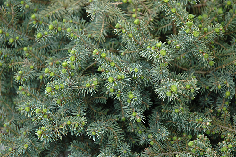 Dwarf Black Spruce (Picea mariana 'Nana') at Oakland Nurseries Inc