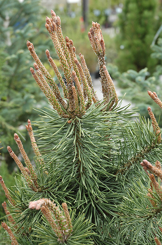 Shore Pine (Pinus contorta 'var. contorta') at Oakland Nurseries Inc