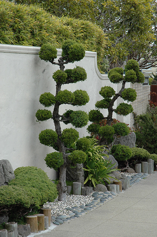 San Jose Juniper (Juniperus chinensis 'San Jose (ball form)') at Oakland Nurseries Inc