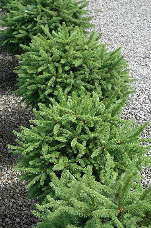 Tolleymore Norway Spruce (Picea abies 'Tolleymore') at Oakland Nurseries Inc