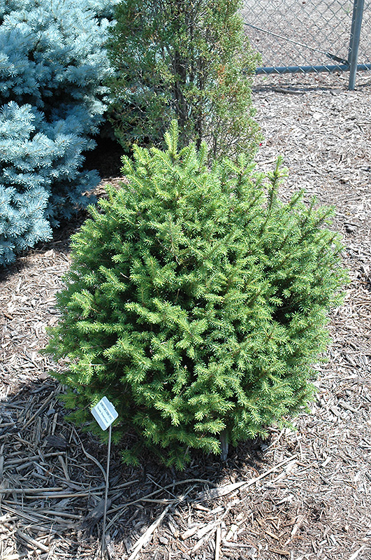 Sherwood Compact Norway Spruce (Picea abies 'Sherwood Compact') at Oakland Nurseries Inc