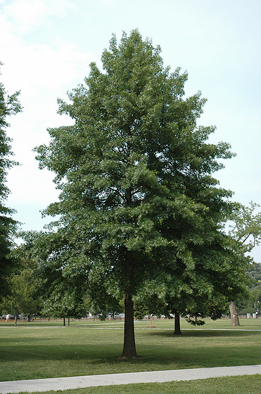 Pin Oak (Quercus palustris) at Oakland Nurseries Inc