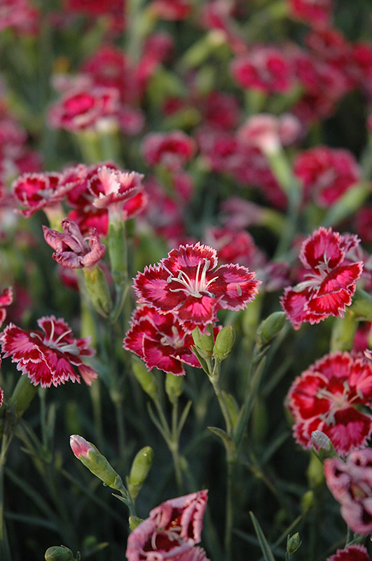 Cranberry Ice Pinks (Dianthus 'Cranberry Ice') at Oakland Nurseries Inc
