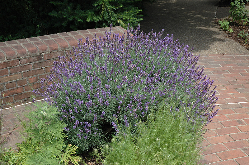 English Lavender (Lavandula angustifolia) at Oakland Nurseries Inc