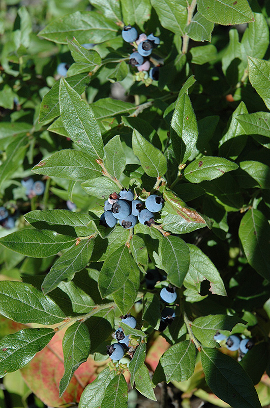 Lowbush Blueberry (Vaccinium angustifolium) at Oakland Nurseries Inc