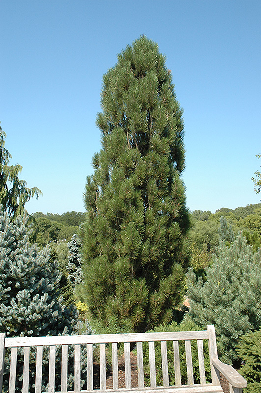 Arnold Sentinel Austrian Pine (Pinus nigra 'Arnold Sentinel') at Oakland Nurseries Inc