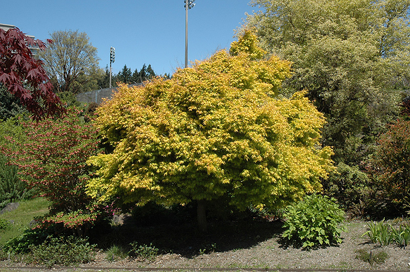 Katsura Japanese Maple (Acer palmatum 'Katsura') at Oakland Nurseries Inc