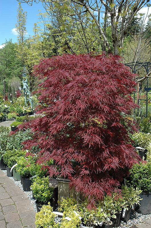 Red Dragon Japanese Maple (Acer palmatum 'Red Dragon') at Oakland Nurseries Inc