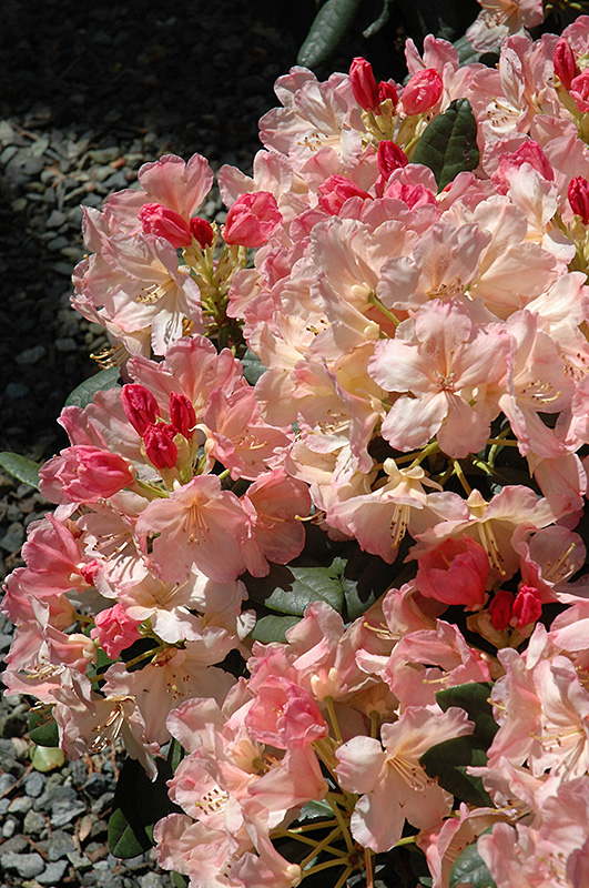 Percy Wiseman Rhododendron (Rhododendron 'Percy Wiseman') at Oakland Nurseries Inc