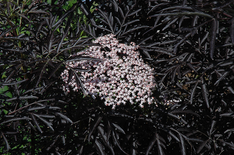 Black Lace Elder (Sambucus nigra 'Eva') at Oakland Nurseries Inc