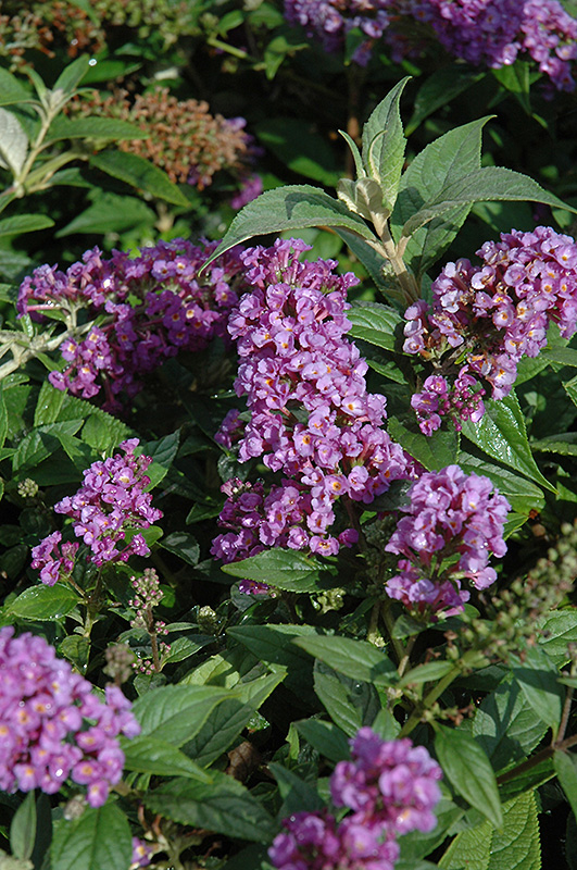 Lo & Behold Purple Haze Butterfly Bush (Buddleia 'Purple Haze') at Oakland Nurseries Inc
