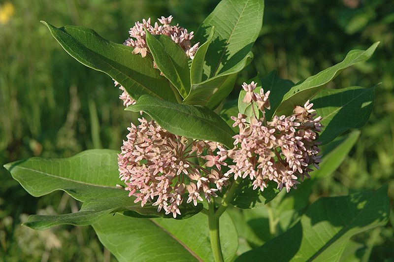 Common Milkweed (Asclepias syriaca) in Columbus Dublin