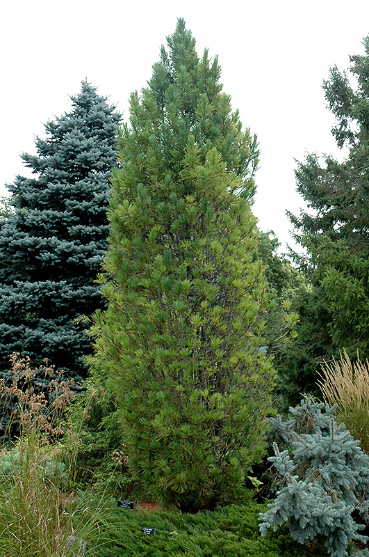 Columnar Swiss Stone Pine (Pinus cembra 'Stricta') at Oakland Nurseries Inc
