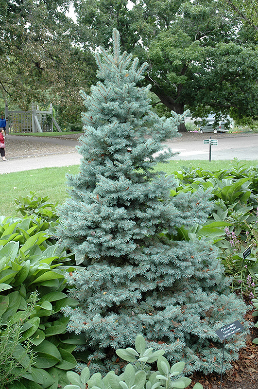 Sester Dwarf Blue Spruce (Picea pungens 'Sester Dwarf') at Oakland Nurseries Inc