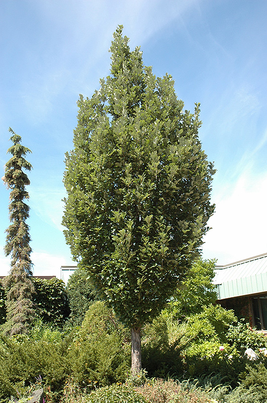 Crimson Spire Oak (Quercus 'Crimschmidt') at Oakland Nurseries Inc
