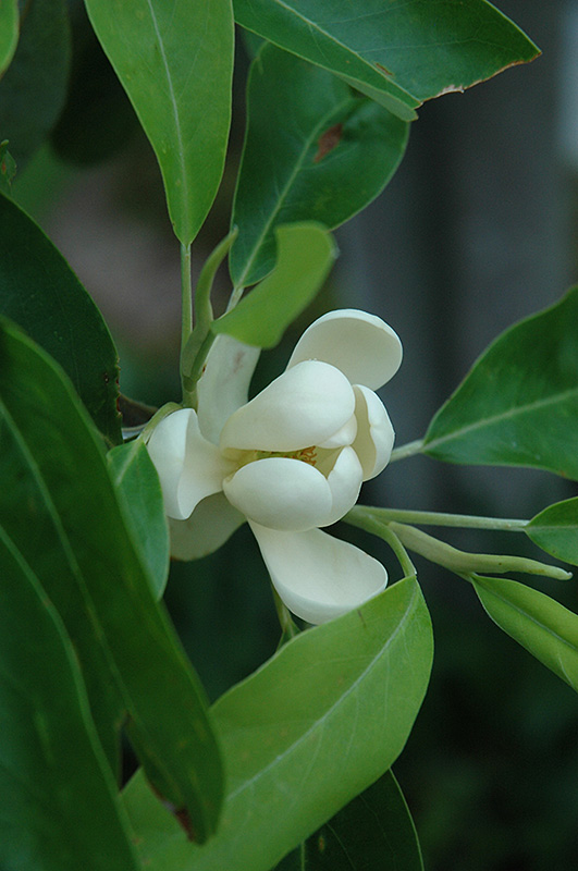 Sweetbay Magnolia (Magnolia virginiana) at Oakland Nurseries Inc