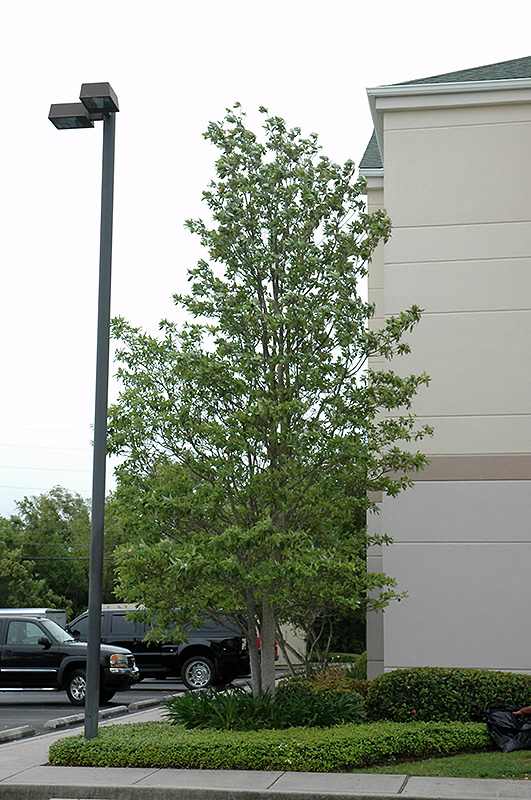 Sweetbay Magnolia (Magnolia virginiana) at Oakland Nurseries Inc