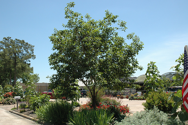 Common Persimmon (Diospyros virginiana) at Oakland Nurseries Inc