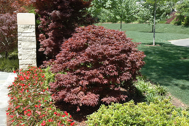 Rhode Island Red Japanese Maple (Acer palmatum 'Rhode Island Red') in