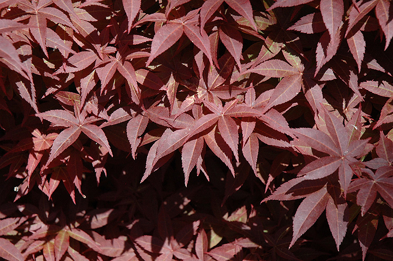 Rhode Island Red Japanese Maple (Acer palmatum 'Rhode Island Red') at Oakland Nurseries Inc