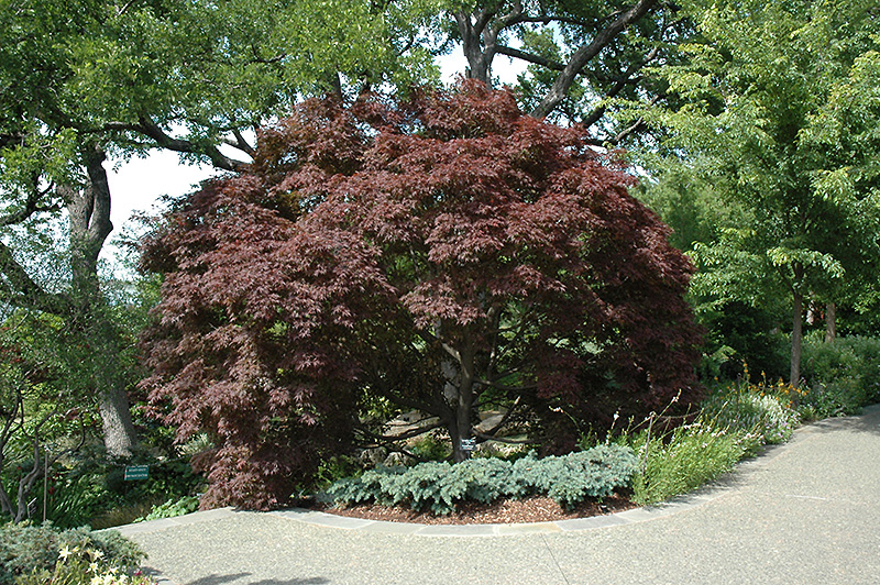 Burgundy Lace Japanese Maple (Acer palmatum 'Burgundy Lace') at Oakland Nurseries Inc